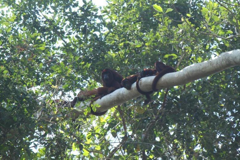 Ecolucerna Tambopata